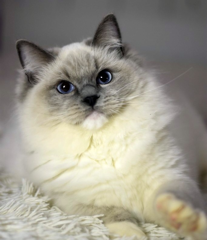 images/OurCats/Diamond Dolls Piper.JPG